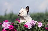 BOULEDOGUE FRANCAIS 649